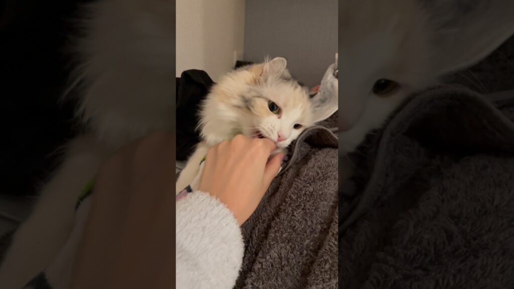 存在確認しただけなのに噛まれた。#shorts #猫 #アメリカンカール