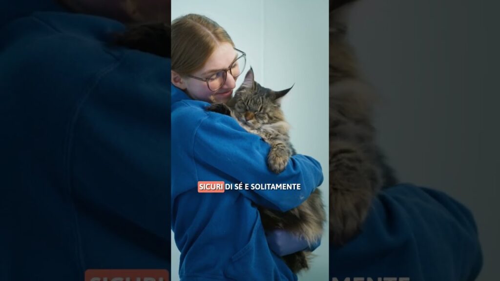 5 migliori razze di gatti per case con più animali domestici 🏠🐱 #SHORTS 5 migliori razze di gatti per case con più animali domestici 🏠🐱 #SHORTS