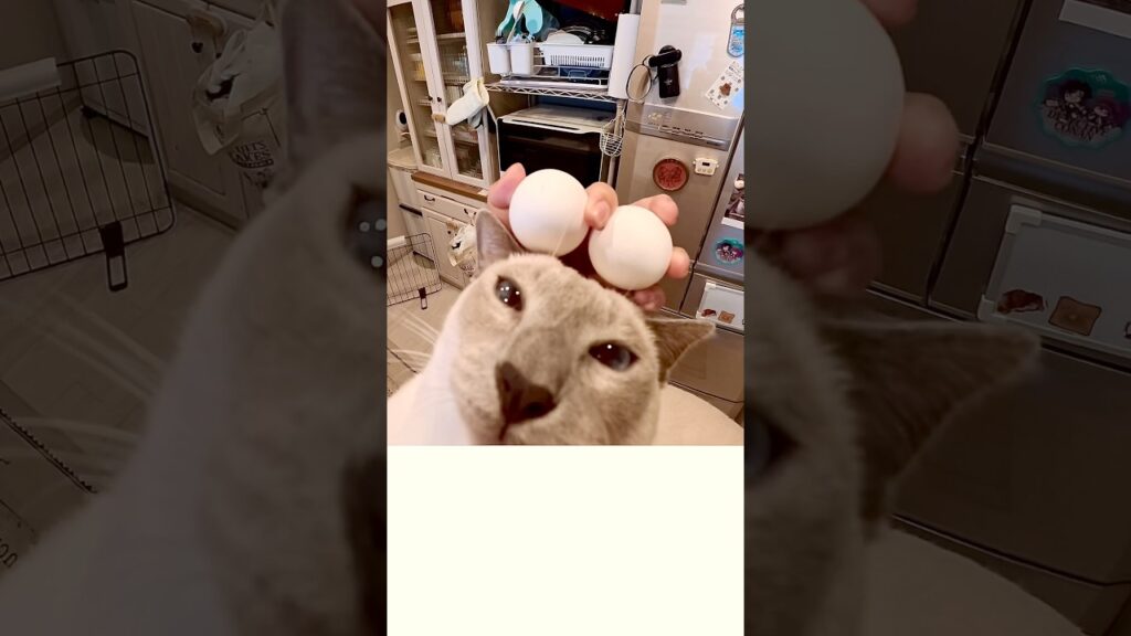抱っこしてきた甘えん坊猫を見て、あることを思いついてしまいました🐭✨ 抱っこしてきた甘えん坊猫を見て、あることを思いついてしまいました🐭✨
