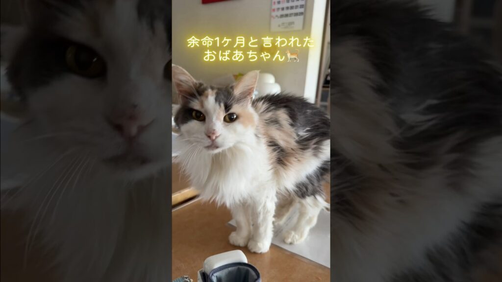 余命1ヶ月と言われた猫、1年後の今日も元気です🐈💕