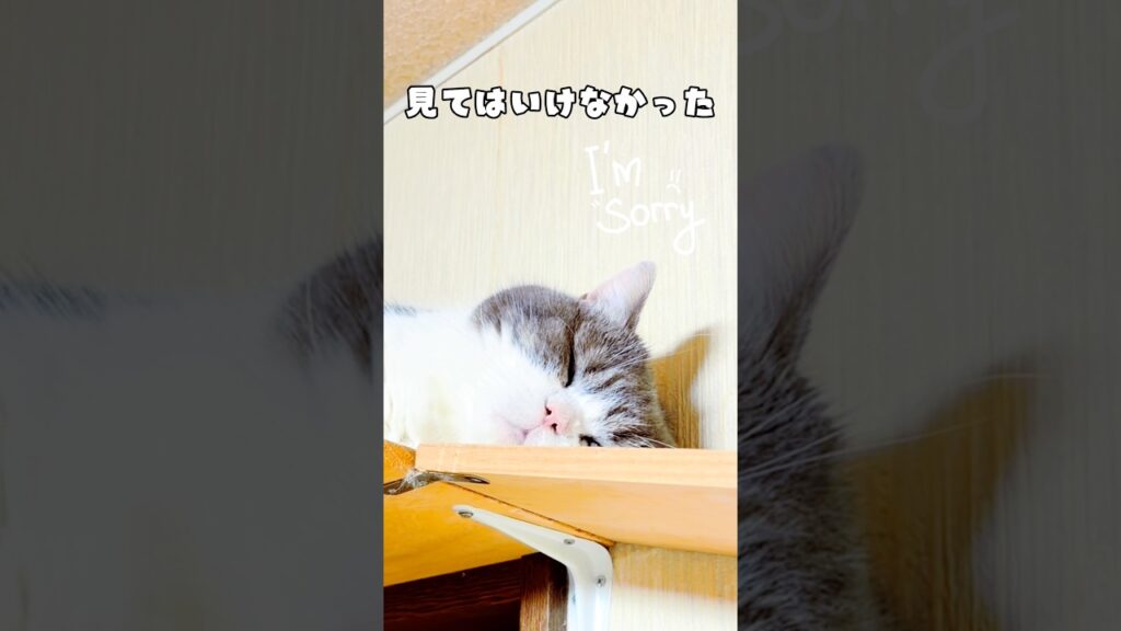 【見てはいけなかったスコティッシュ】#猫 #cat #スコティッシュフォールド #shorts