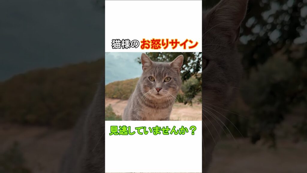 猫が「実は怒っている」サイン3選