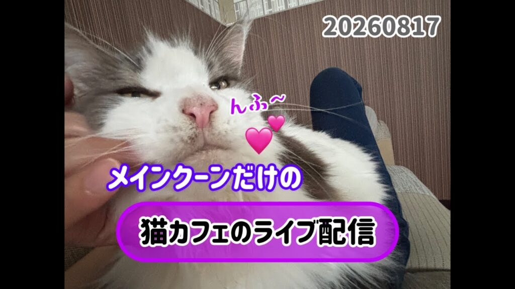 20260817メインクーンだけの【猫カフェのライブ配信】#cat #cooncat #mainecat #もふもふ 20260817メインクーンだけの【猫カフェのライブ配信】#cat #cooncat #mainecat #もふもふ