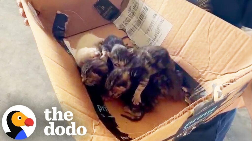 Woman Finds Newborn Kittens At The Dump But Can’t Save Them All Yet | The Dodo Woman Finds Newborn Kittens At The Dump But Can't Save Them All Yet | The Dodo