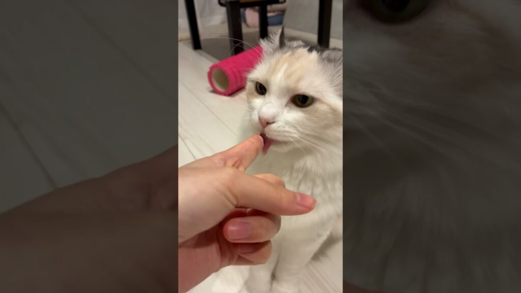 怒ってる猫にヨーグルトをあげた結果　#アメリカンカール #猫
