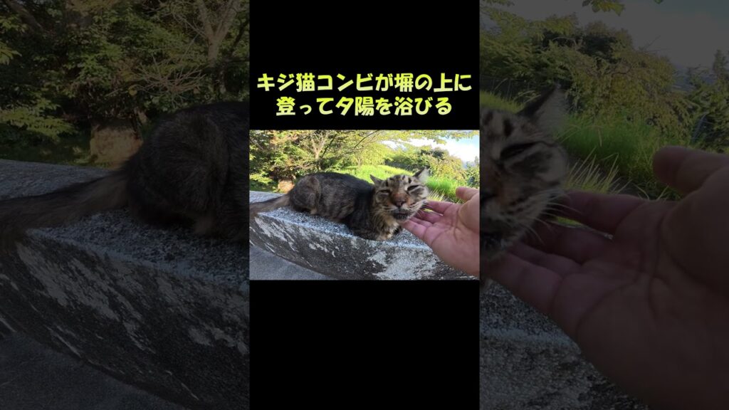 キジ猫コンビが塀の上に登って夕日を浴びる #猫 #ネコ #cat キジ猫コンビが塀の上に登って夕日を浴びる #猫 #ネコ #cat
