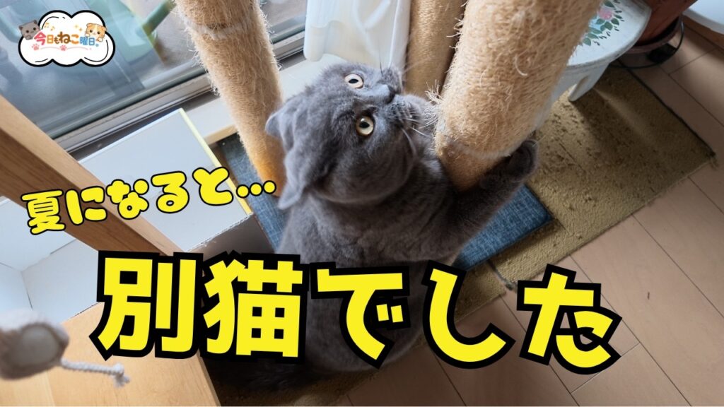 ブリティッシュショートヘア、夏になると性格まで変わります😂