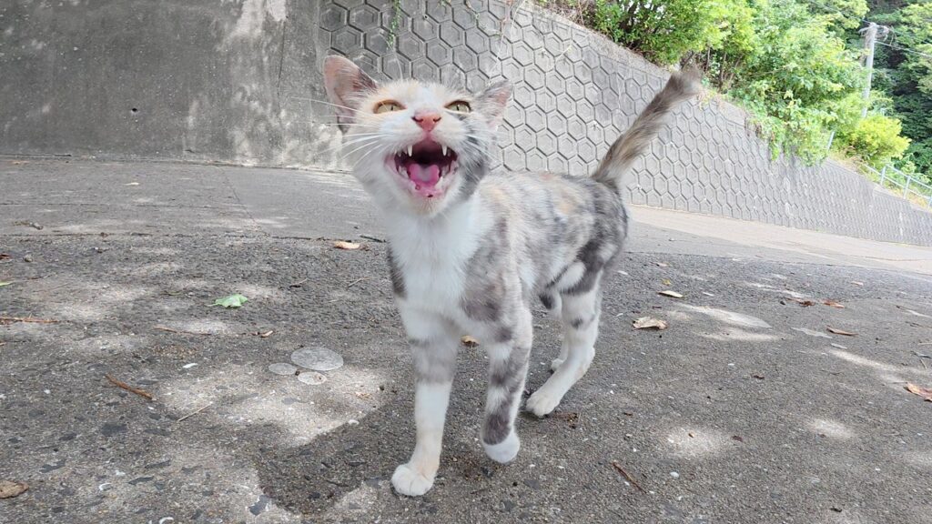 三毛猫ちゃんが可愛い声で鳴くと海辺のテーブルに仲間が集まってきた