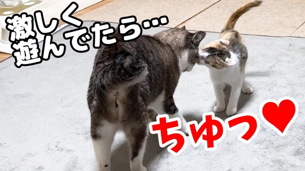 子猫とちょっぴり激しい追いかけっこをする姫猫は…遊んでもらってる?(笑) 子猫とちょっぴり激しい追いかけっこをする姫猫は…遊んでもらってる?(笑)