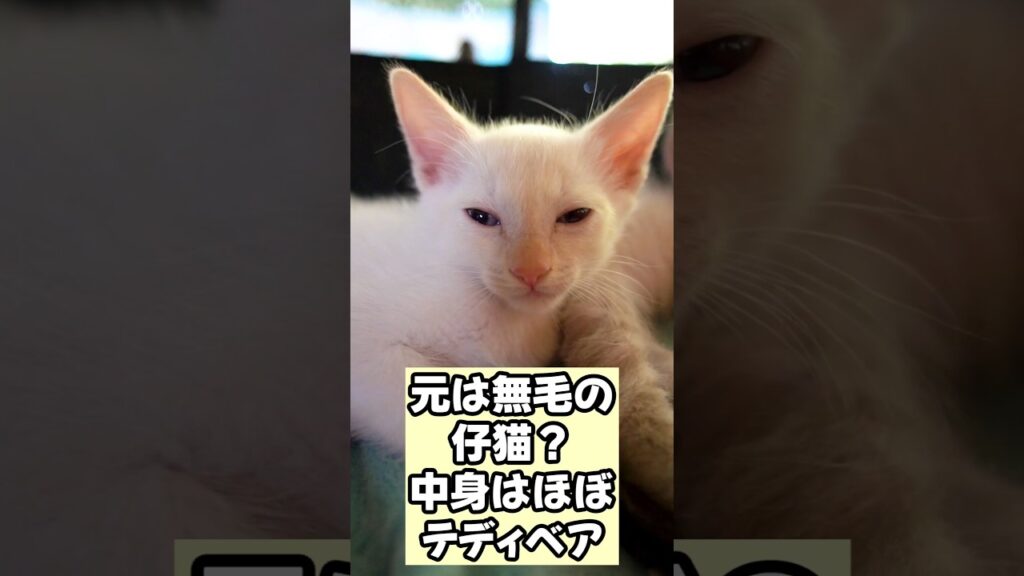 【衝撃❗️】ラパーマをお迎えすると毎日こうなります… #shorts #猫 #ラパーマ