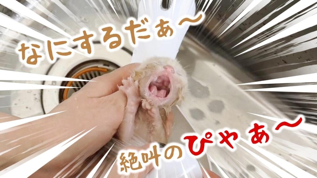 【子猫のはじめてお風呂】汚れていたのでシャンプーしたんだけど・・・ピャーがすごかった！プスプス、プゥ～ン【保護猫生活】