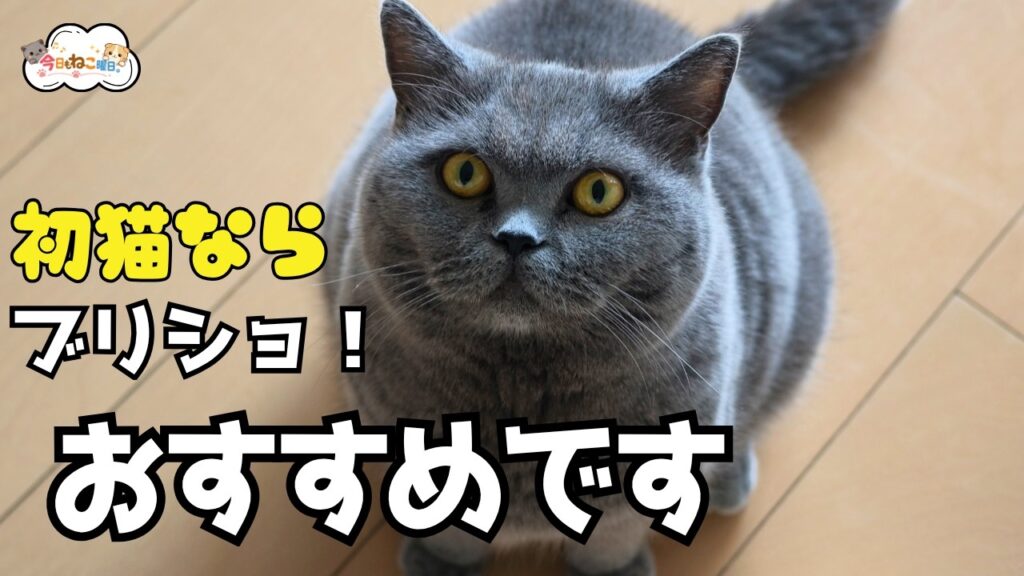 【保存版】初めて猫を飼うなら、ブリティッシュショートヘアをおすすめする7つの理由 【保存版】初めて猫を飼うなら、ブリティッシュショートヘアをおすすめする7つの理由