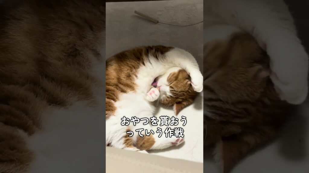 【マンチカン】必殺技たぬき寝入りするゆきちくんが可愛いw #猫のいる暮らし #youtubeshorts #猫 【マンチカン】必殺技たぬき寝入りするゆきちくんが可愛いw #猫のいる暮らし #youtubeshorts #猫
