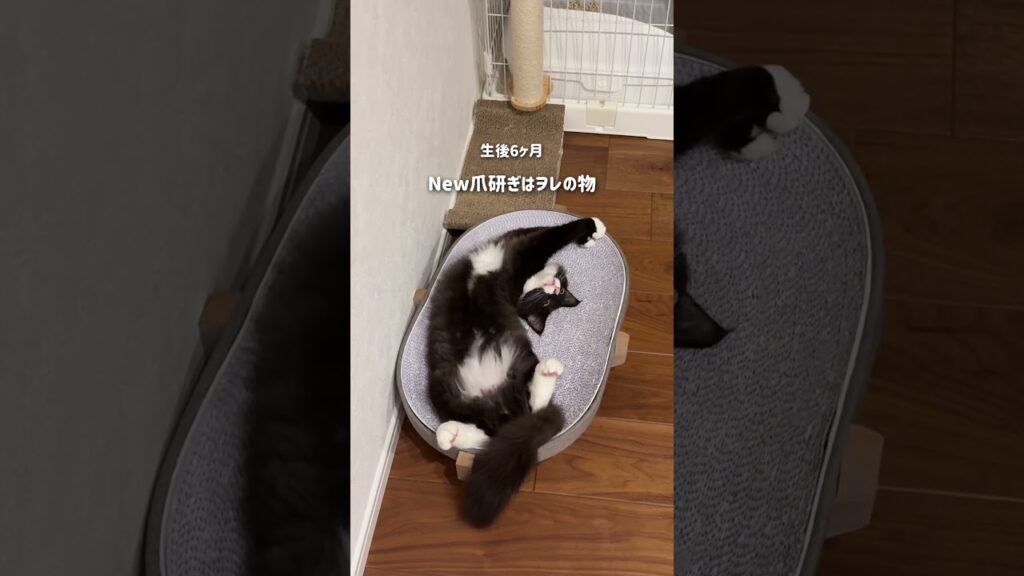 コグマの成長日記🐱⌇#ラガマフィン #大型猫