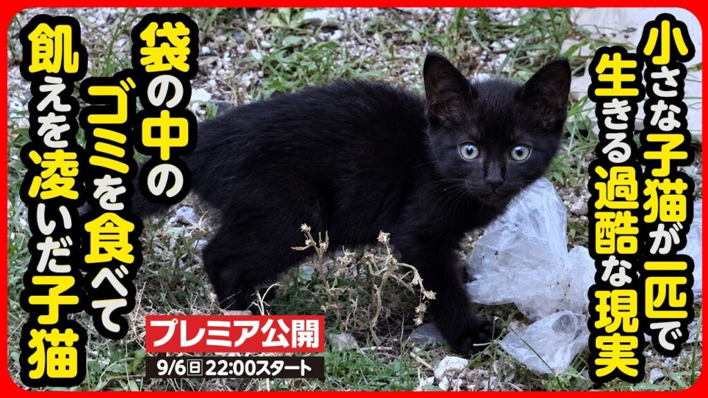 【子猫 保護】ゴミを食べて飢えを凌ぐ子猫を緊急保護しました