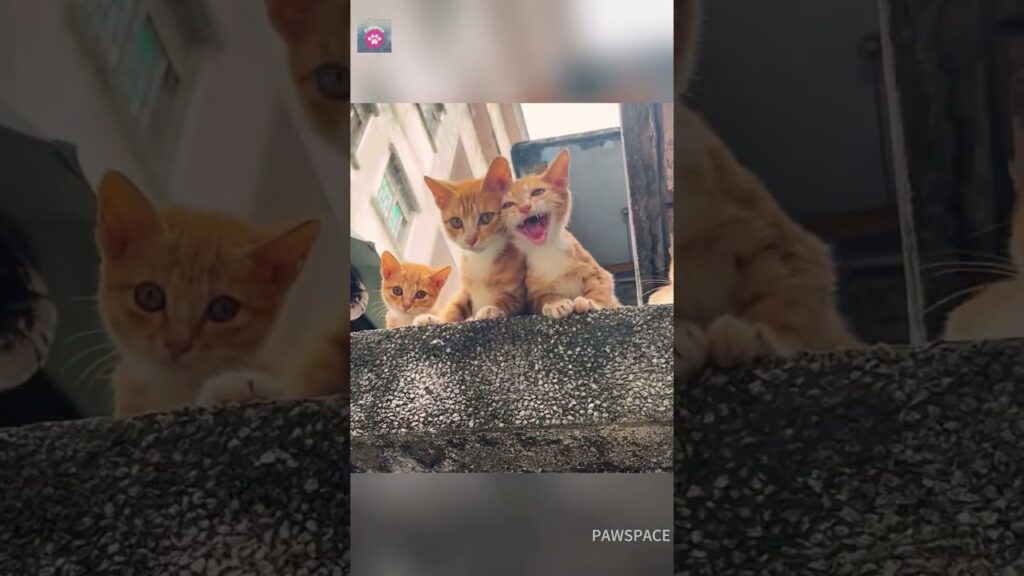 Cute kittens #kitten#meow