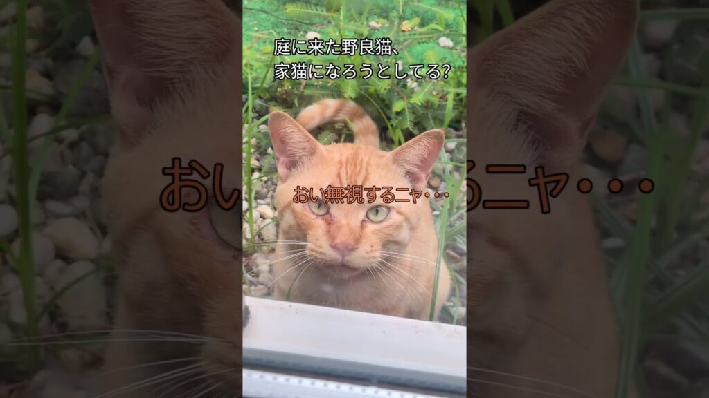 ウチの子になりたいのか、、？#猫のいる暮らし #保護猫 #ねこ動画 #catvideos