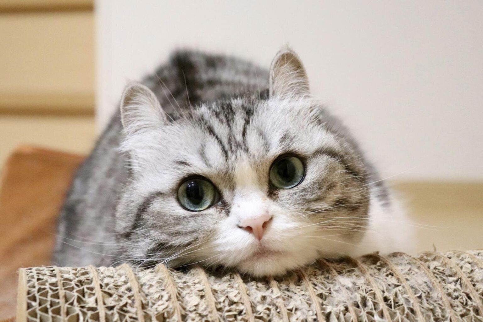 写真物販展「ねこ休み展」スター猫のほっこり作品展示＆限定グッズ、東京・浅草橋で - ファッションプレス