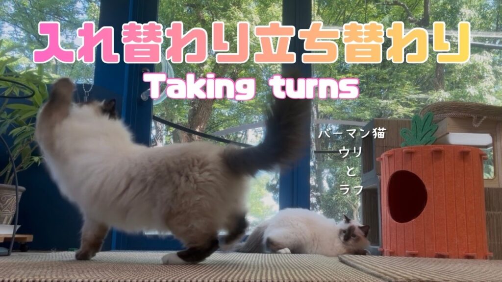 バーマン猫ラフとウリとガブ【入れ替わり立ち替わり】Taking turns（バーマン猫）Birman/Cat