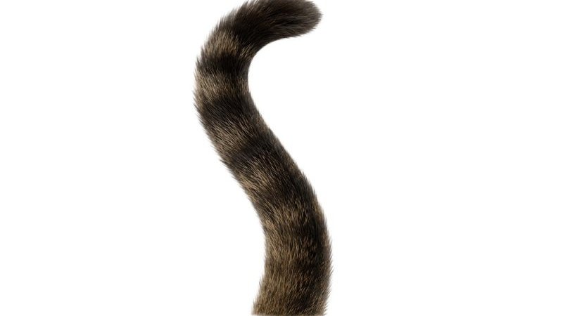 「重機から救出された子猫が」“リアル現場猫”のヘルメット姿が世界中で話題|Pen Online 「重機から救出された子猫が」“リアル現場猫”のヘルメット姿が世界中で話題|Pen Online