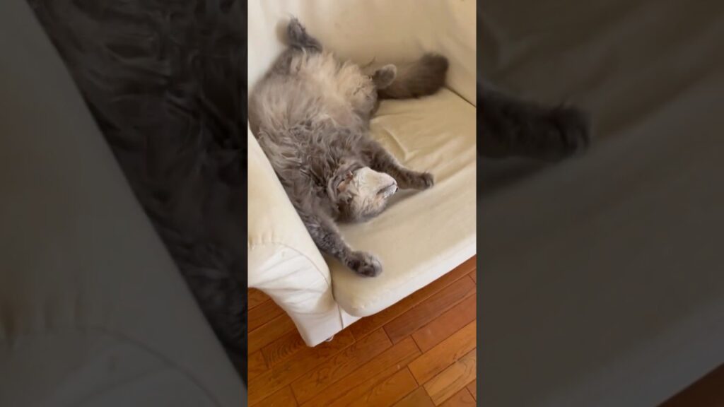 爆睡 #ねこ動画 #アメリカンカール