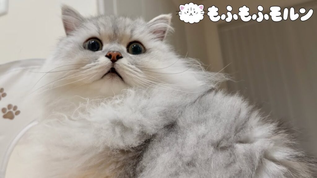 猫を近くから見て楽しんでください 【サイベリアン】