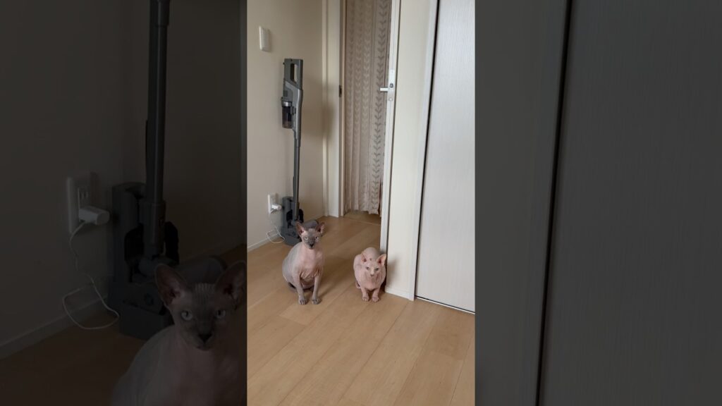 ご飯味の猫スルタンとアレクサンドラ【スフィンクス】