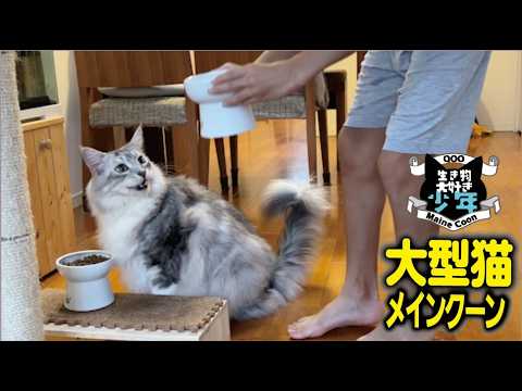【メインクーン】「ごはんまだ？」朝ごはんを辛抱強く待つ大型猫