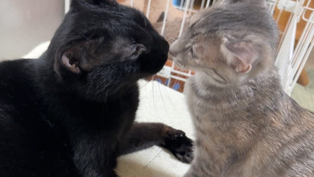 積極的な子猫のおかげで…黒猫くんと初めてペロペロできました♡ 積極的な子猫のおかげで…黒猫くんと初めてペロペロできました♡