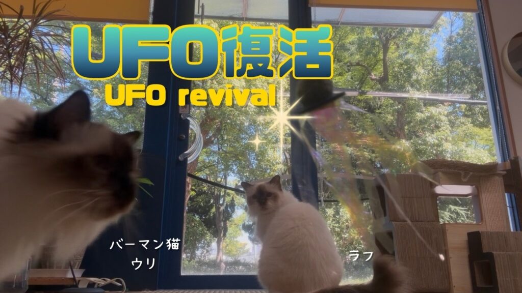 バーマン猫ウリとラフ【UFO復活】UFO revival（バーマン猫）Birman/Cat