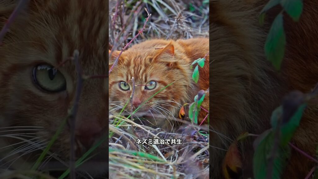 猫と人は9500年前から一緒だった 猫と人は9500年前から一緒だった