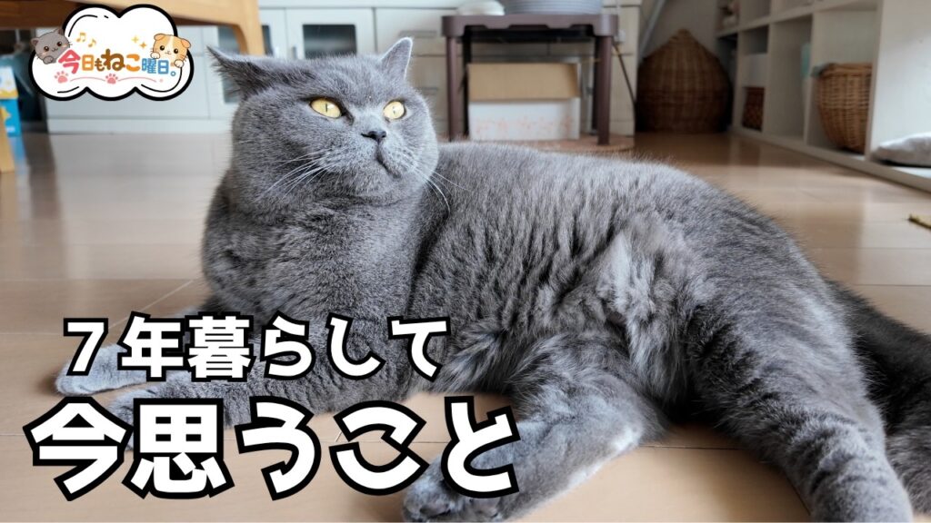 ブリティッシュショートヘアと7年暮らして、今思うこと。