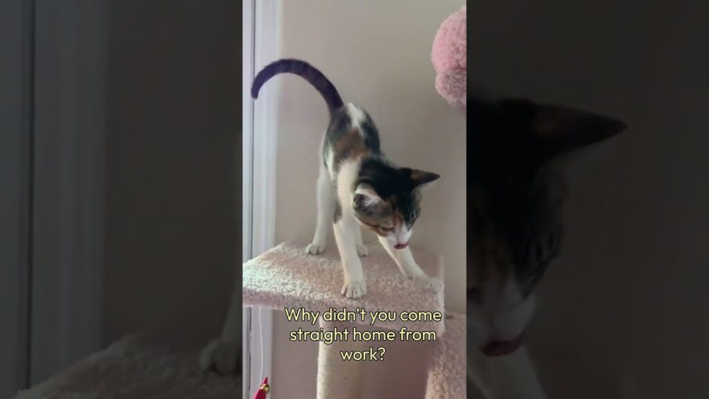 Best part of my day #cat #kitty #kitten #funnycats @lilyrosekity