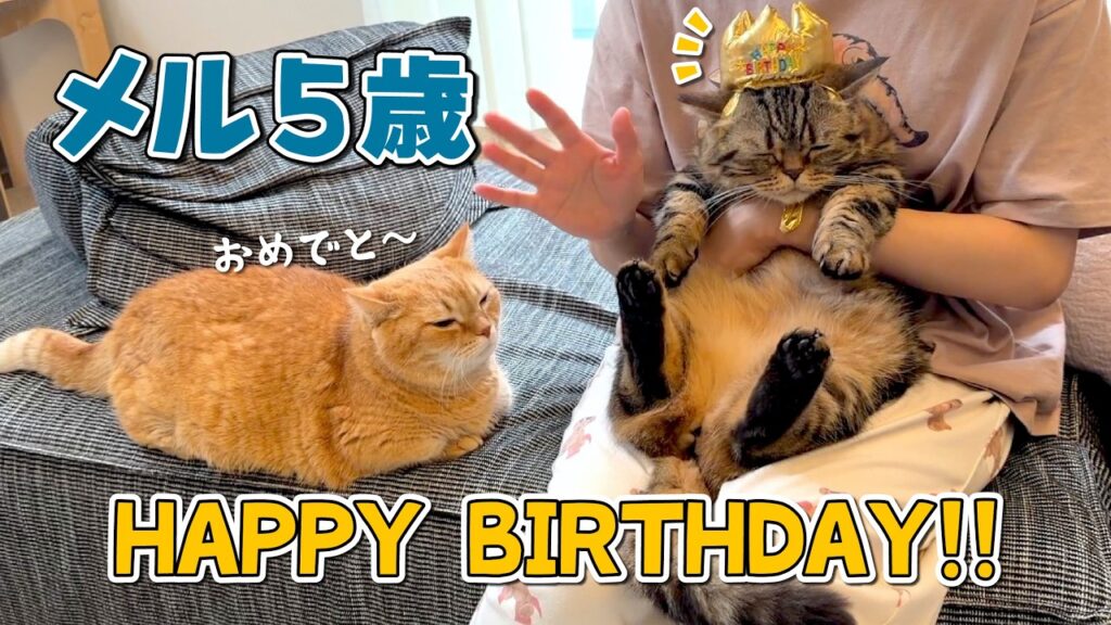 永遠の末っ子メルが５歳になりました！おめでとう！！