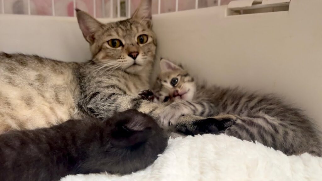 生後24日 苦渋の決断の翌日、母猫と子猫たちの様子 【かのこ日記】 The mother cat and her kittens the day after the tough decision 生後24日 苦渋の決断の翌日、母猫と子猫たちの様子 【かのこ日記】 The mother cat and her kittens the day after the tough decision