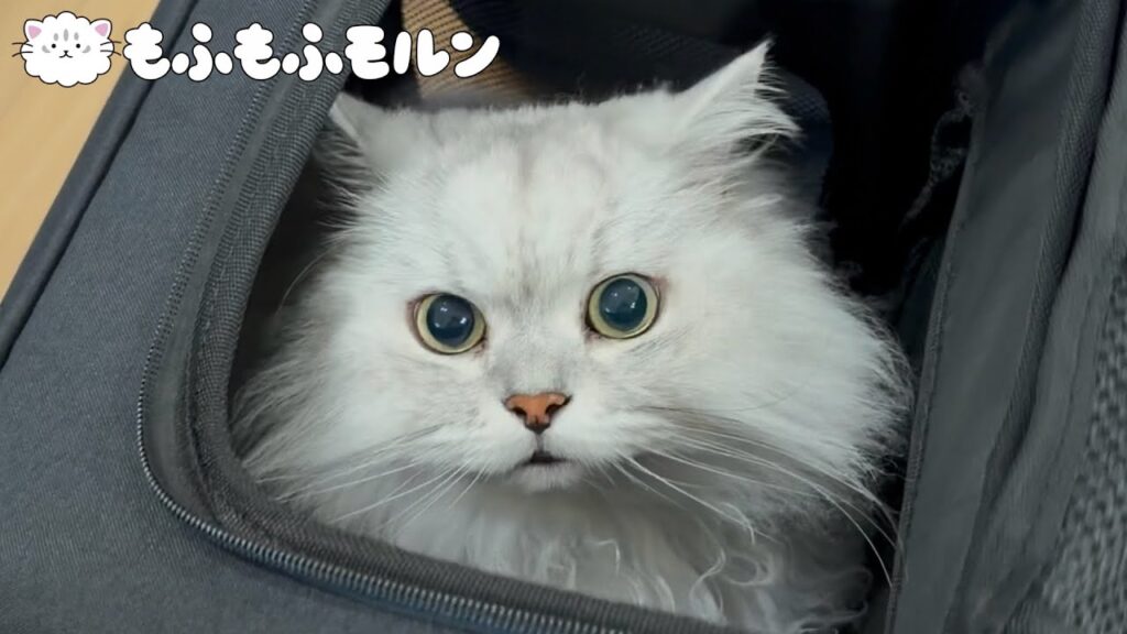 新しいキャリーで猫が出かける場所は…？ 【サイベリアン】