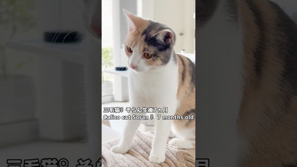 ぴよ＆そらんのわちゃわちゃ日常 224  #保護猫 #猫 #cat #kitten #子猫 #猫部