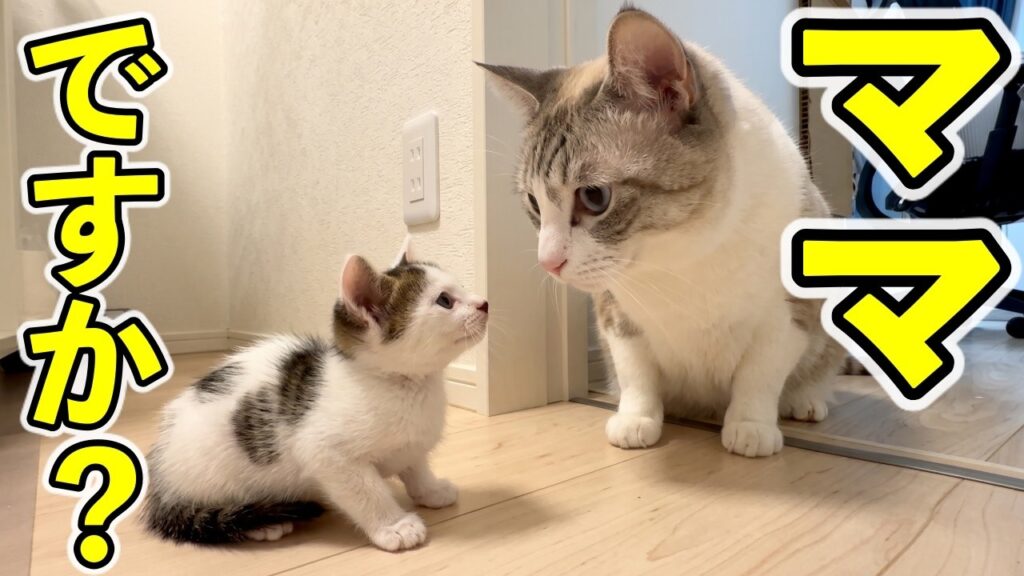母猫の温もりを知らない子猫が先住猫と初対面 母猫の温もりを知らない子猫が先住猫と初対面