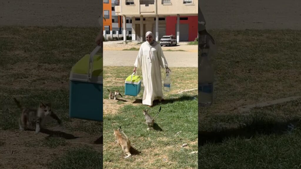 Many stray cats will dance around me every day #cat #kittens #catrescue