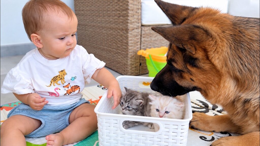 Baby, German Shepherd and Tiny Kittens Share a Sweet Moment