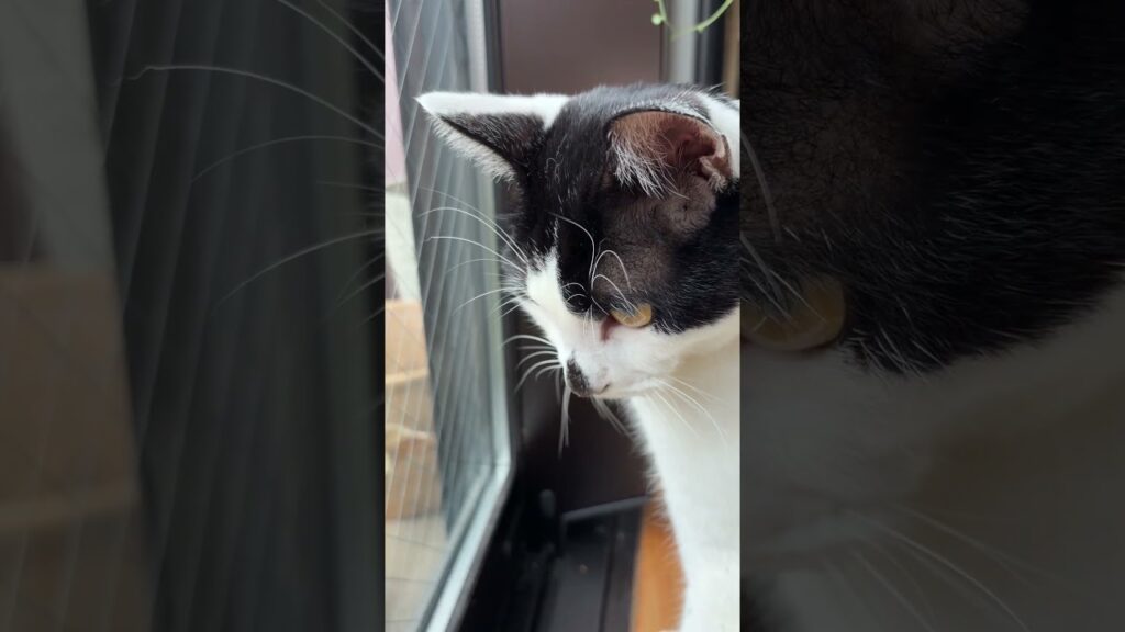 イモムシを見つけた猫 #ヒソカの日常 #猫 #ネコ