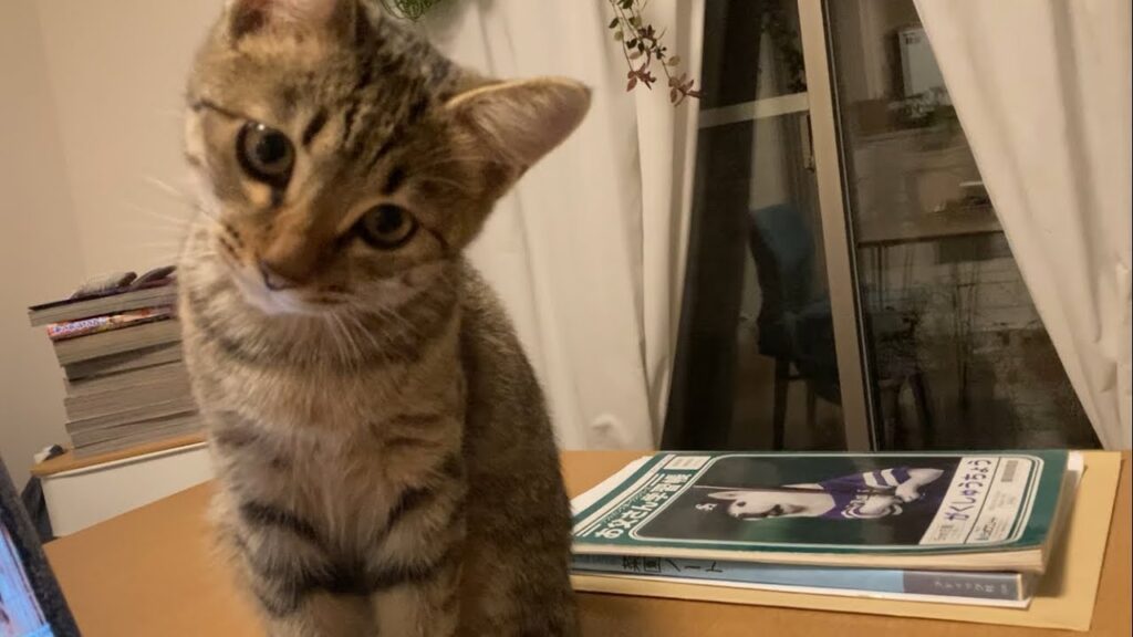 何を忘れたのかが思い出せない子猫