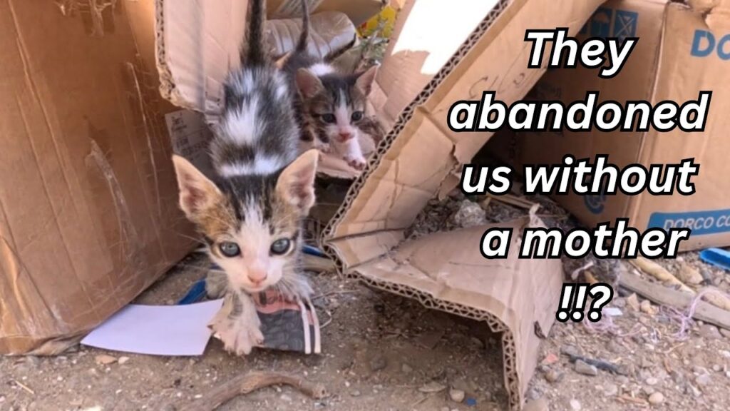 Rescuing Tiny Kittens Left Behind Without Their Mom Rescuing Tiny Kittens Left Behind Without Their Mom