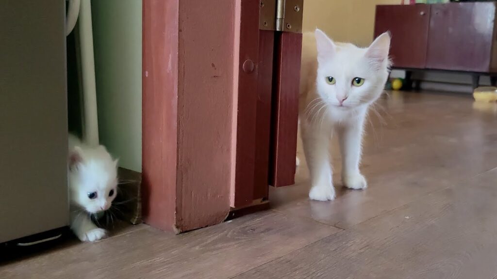 A mother cat calls her white kitten to come with her. Mother cat talks to kitten. A mother cat calls her white kitten to come with her. Mother cat talks to kitten.