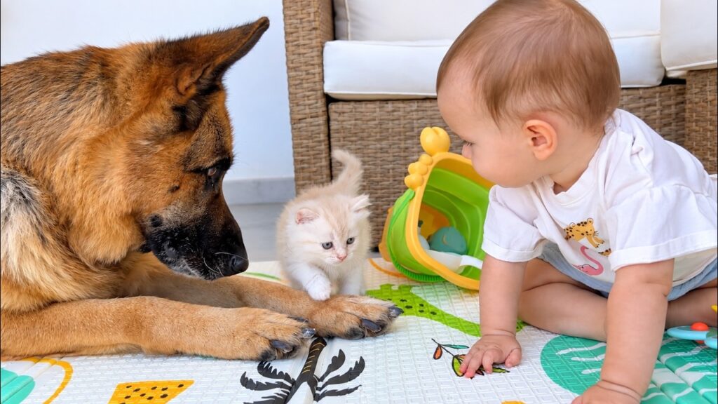 Baby and German Shepherd Get Curious About Tiny Kittens Baby and German Shepherd Get Curious About Tiny Kittens