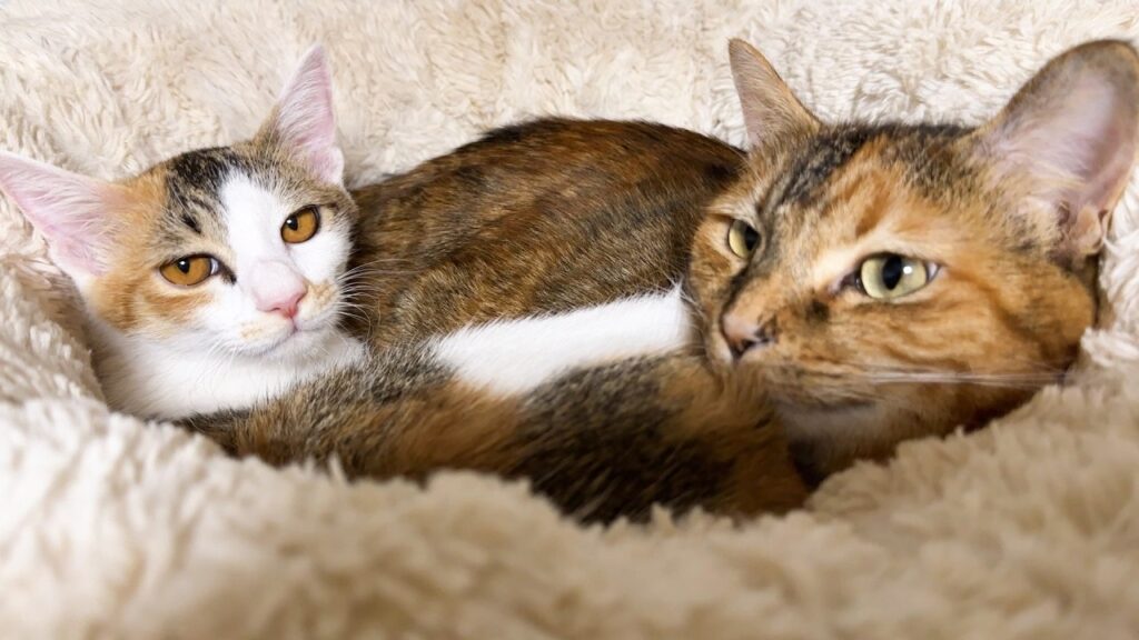 不器用な姉猫が初めて子猫と寝んねしました。 不器用な姉猫が初めて子猫と寝んねしました。