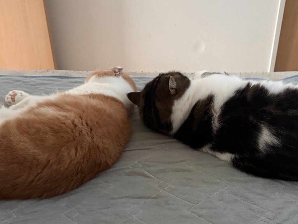 2匹の仲良し猫 頭をくっつけ合って寝るラブラブな様子に悶絶! とろくん・おにくくんのプロフィールも紹介 | LIMO 2匹の仲良し猫 頭をくっつけ合って寝るラブラブな様子に悶絶! とろくん・おにくくんのプロフィールも紹介 | LIMO