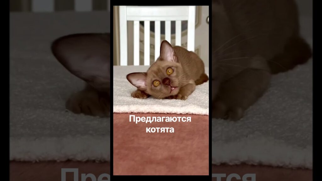 Питомник Zvezda DiMario Европейская Бурма