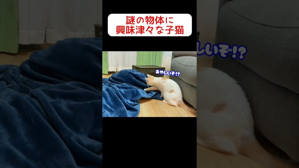 もぞもぞの正体やいかに！？ #猫 #ねこ #cat