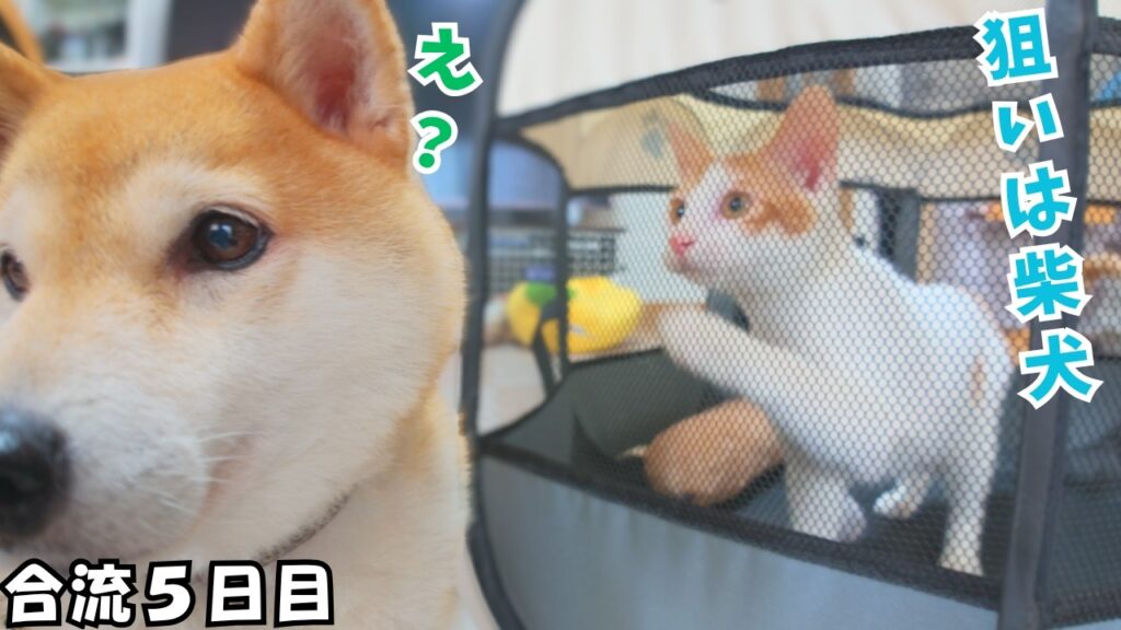 【合流5日目】リビングに慣れてきた保護子猫がサークルごと柴犬に突進してきました 【合流5日目】リビングに慣れてきた保護子猫がサークルごと柴犬に突進してきました